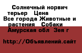 Солнечный норвич терьер › Цена ­ 35 000 - Все города Животные и растения » Собаки   . Амурская обл.,Зея г.